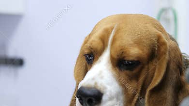 Female veterinarians examining dog in clinic
