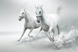 White horses