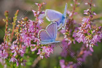 Pair of Idas blue or northern blue butterflies on blooming heather
