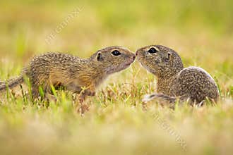 Two european ground squirrel touching on meadow in summer.