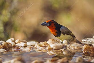 Black collared Barbet in Kruger National park, South Africa