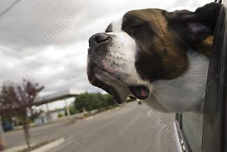 Saint Bernard Enjoying the Breeze