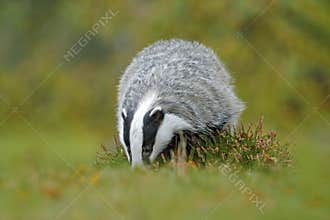 Badger in the green grass, animal in nature habitat, Germany, Europe. Wild Badger, mammal in environment, feeding. Wildlife nature