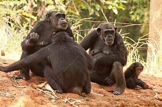 Chimpanzee Family