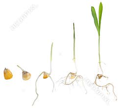 Corn Plant Growing