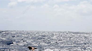 Seabirds flying over Drake Passage