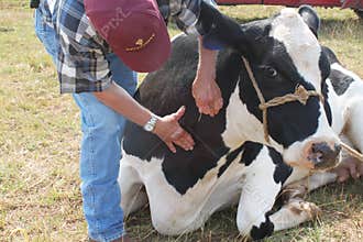Veterinarian Finding the Cow's Vein