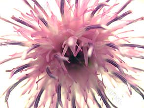 Abstract Flower Petals Pattern