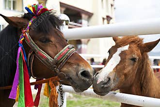 Nuzzling Through the Fence