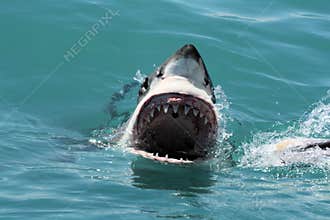 Great White Shark - Carcharodon Carcharias