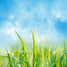 Summer background