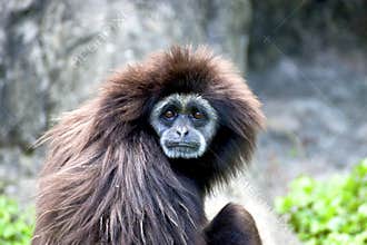 White-handed gibbon a animal wildlife