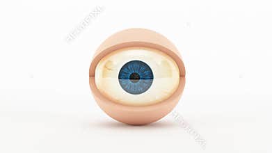 3D character eye - blinking animation