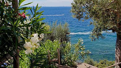 Colourful Flower in amalfi coast