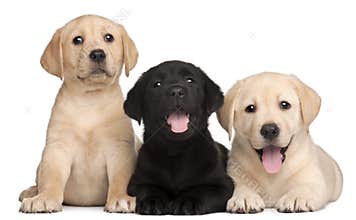Three Labrador puppies, 7 weeks old