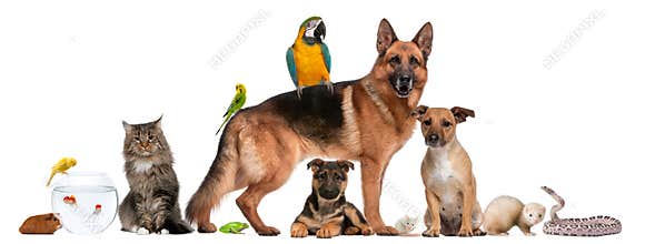 Group of pets sitting in front of white background