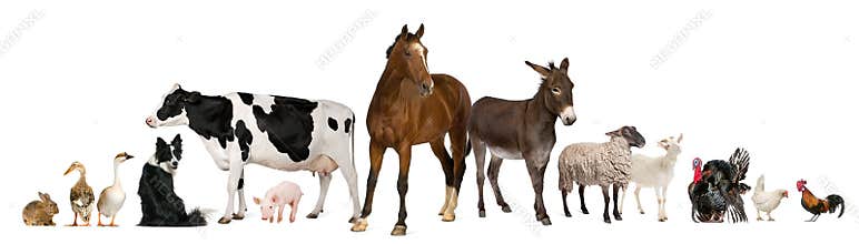 Variety of farm animals
