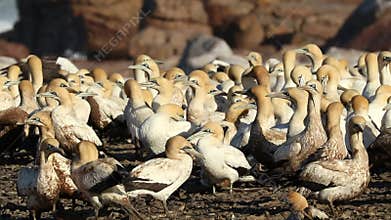 Cape gannet colony - South Africa
