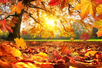 Autumn leaves falling on the ground in a park