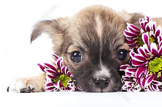 Cute chihuahua puppy among chrysanthemums flowers