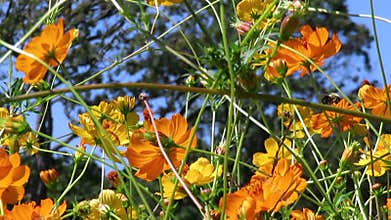 Cosmos flowers in the breeze