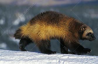 North American Wolverine, gulo gulo luscus, Adult standing on Snow, Canada