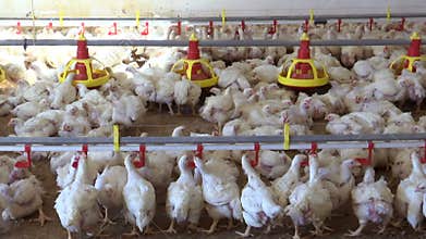 Breeding Chickens on the  Poultry Farm