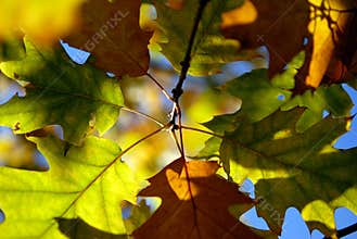 Autumn Leafs.