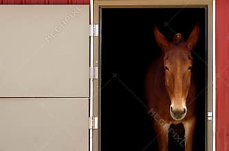 Stabled Horse