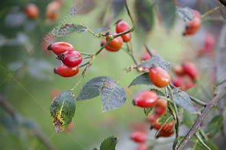 Briar branch