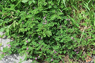 Indigofera pseudotinctoria False Indigo  flowers
