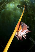 Norris Top Snail on Kelp