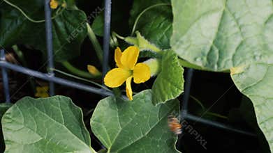 Holding a male cantaloupe flower next to a female one in order to hand pollinate. A bee flies into the frame and pollinates the fl