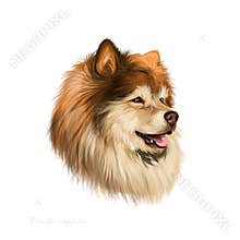 Finnish Hound, Suomenajokoira, Finnish Bracke dog digital art illustration isolated on white background. Finland origin hunting