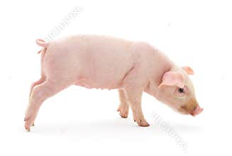 Pig