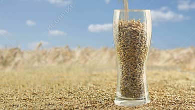 Glass are filled with Barley Malt and Wheat for making craft Beer and Alcoholic Whiskey.The concept of nature and the