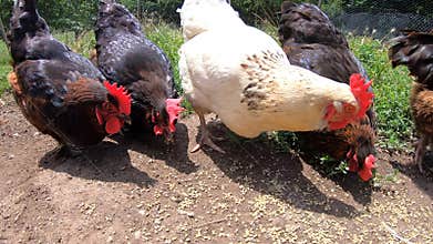 White hen surrounded by brown hens eating seeds. Free range chickens eating grain. Chicken outside. Farm animals outdoor