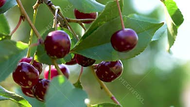Ripe red cherries hanging on a branch of a cherry tree
