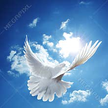 White dove blue sky