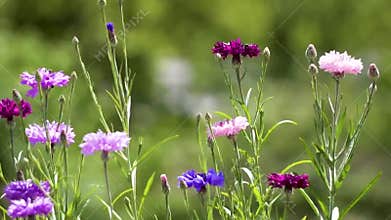 Blooming meadow with multi-colored field cornflowers