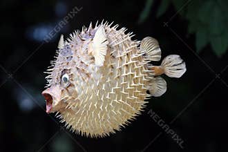 Front view of a blow fish or porcupine fish