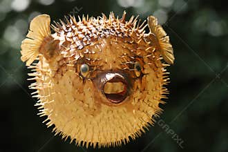 Front view of a blow fish or porcupine fish