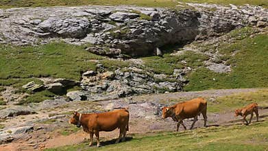 Cattle in Pyrenees