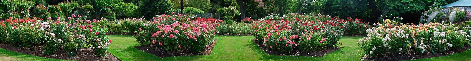 Rose garden