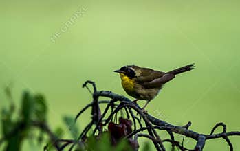 Male Common Yellowthroat Warbler perched on tree after the rain