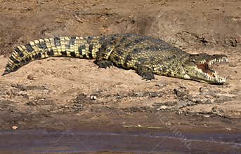 Nile Crocodile - Botswana