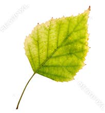Birch leaf