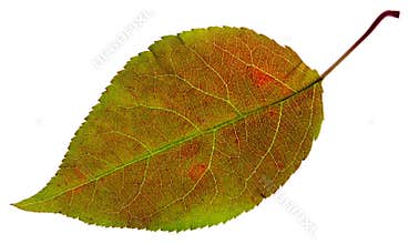 Leaf