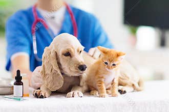 Vet with dog and cat. Puppy and kitten at doctor