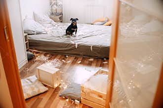 Little dog sitting on the bed in a mess